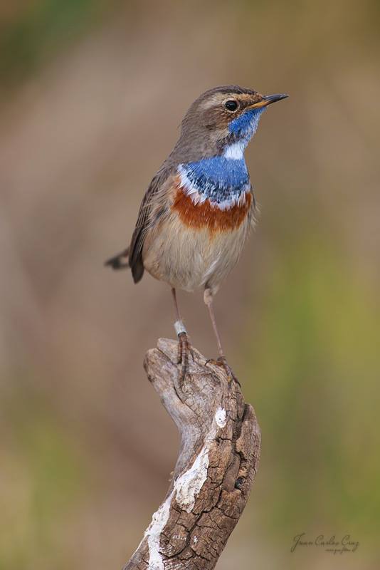 Pechiazul Macho